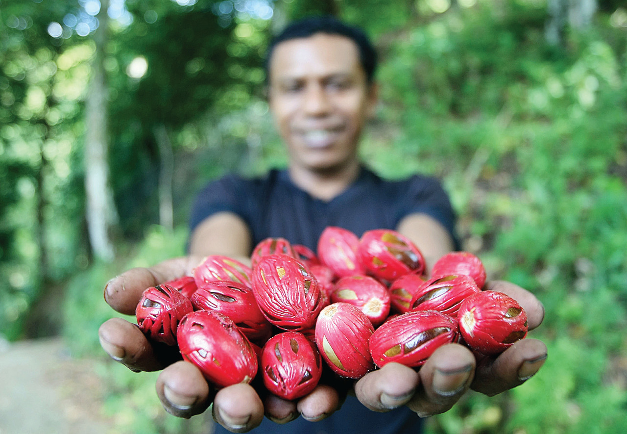 Fakta Unik Buah Pala Dari Papua Dewiti Herbs 